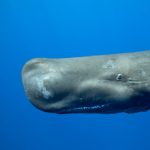 Gallery 1 - Great Whales: Up Close and Personal