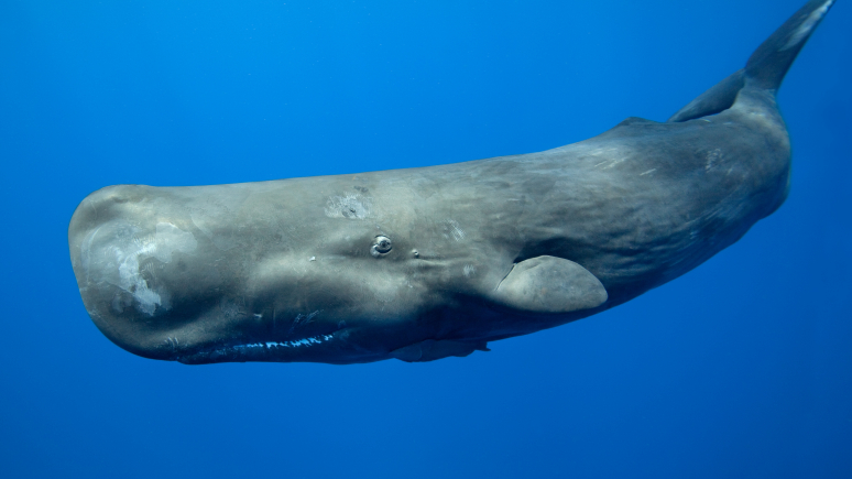 Gallery 1 - Great Whales: Up Close and Personal