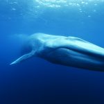 Gallery 2 - Great Whales: Up Close and Personal