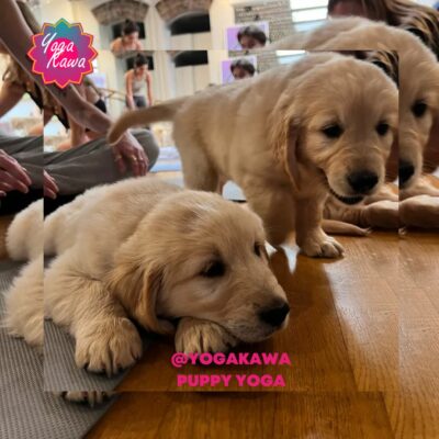 Puppy Yoga (Kids-Friendly) by Yoga Kawa Toronto with Golden Retriever