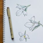 Spring Ephemerals Sketching Workshop in High Park