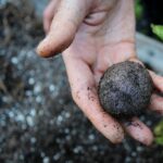 Spring Sprouting: Nature Walk and Seedball Workshop in High Park
