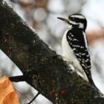 Wingin’ It Wednesday: Birding Hike in High Park