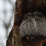 Give a Hoot: Protecting Owls at Night in High Park