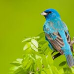 The Birds Are Back: Family Birding in High Park