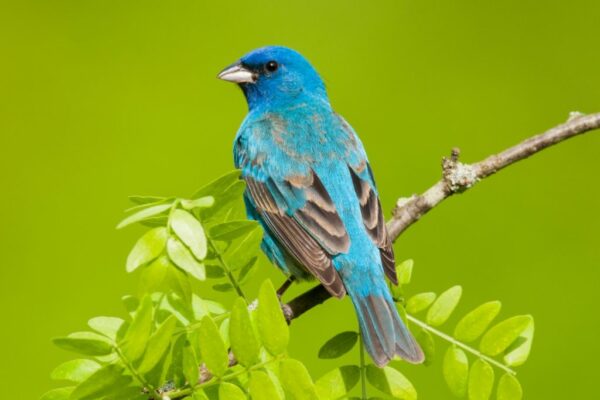 The Birds Are Back: Family Birding in High Park