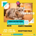 Kitten Yoga (Family-Friendly) by Yoga Kawa Toronto Scottish Fold