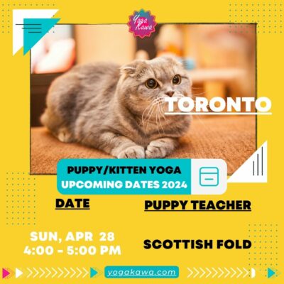 Kitten Yoga (Family-Friendly) by Yoga Kawa Toronto Scottish Fold