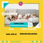 Puppy Yoga (Kids-Friendly) by Yoga Kawa Toronto English Bulldogs Apr 28, 2024 11:30am