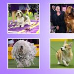 Westminster Dog Show: Canine Celebration Day: Free Live Broadcast