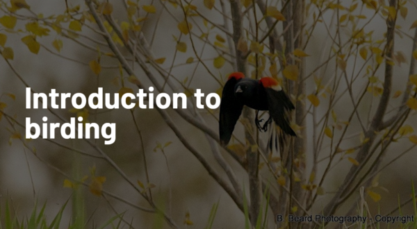 Introduction to birding