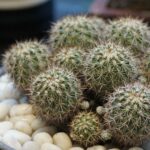 Toronto Cactus and Succulent Club Show and Sale